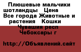 Плюшевые мальчики шотландцы › Цена ­ 500 - Все города Животные и растения » Кошки   . Чувашия респ.,Чебоксары г.